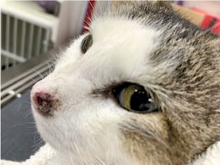 A 10-year-old female spayed DSH barn cat with a one-year history of a lesion on the left bridge of nose and nasal planum. Squamous cell carcinoma was diagnosed on biopsy.